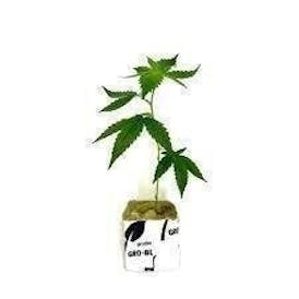 Clone Guy | Cake Mix | Hybrid | Clone