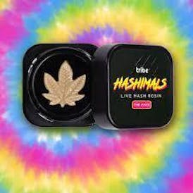 TRIBE HASHIMALS LIVE HASH ROSIN | DRAGON BERRIES/TRICERATOPS - INDICA (.5G)