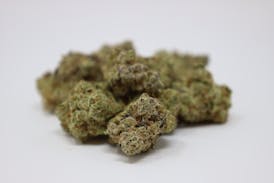 3 ~ EXCLUSIVE | RASCAL LEMON - HYBRID