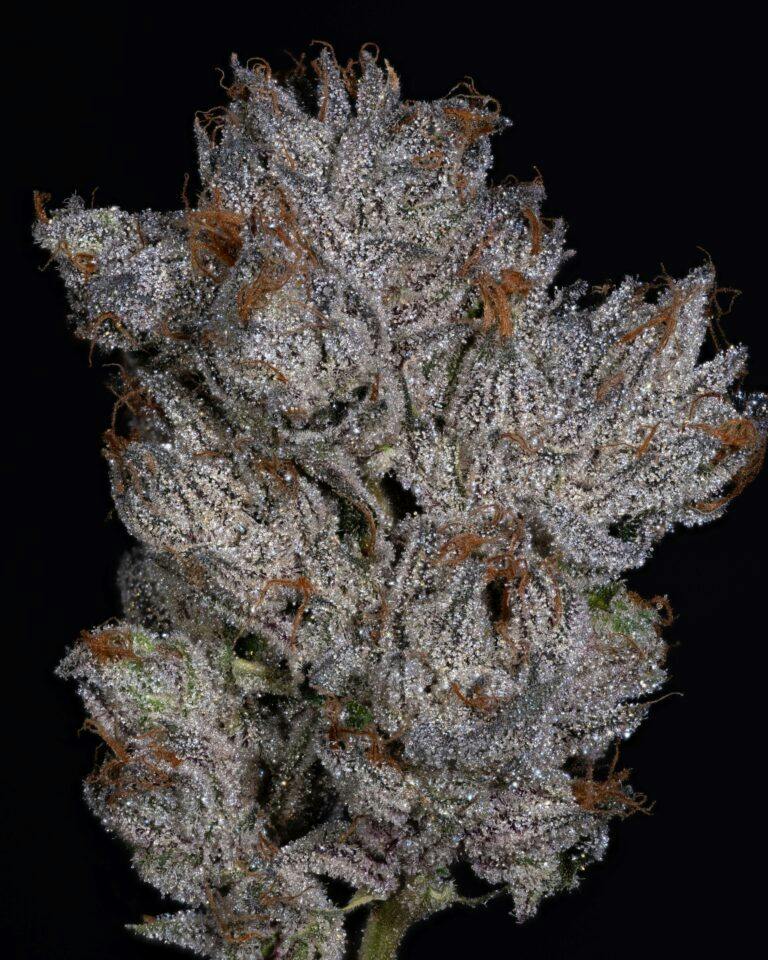 THICC EXOTIC | PEANUT BUTTER MARKER - HYBRID (3.5G)