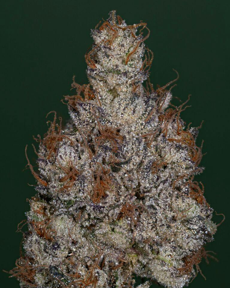 1 ~ EXOTIC | THICC CANNABIS | APPLES N OG - INDICA DOM (3.5G)