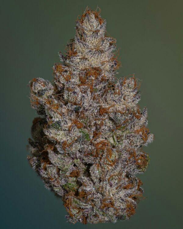THICC EXOTIC | RUNTZ - HYBRID (3.5G)