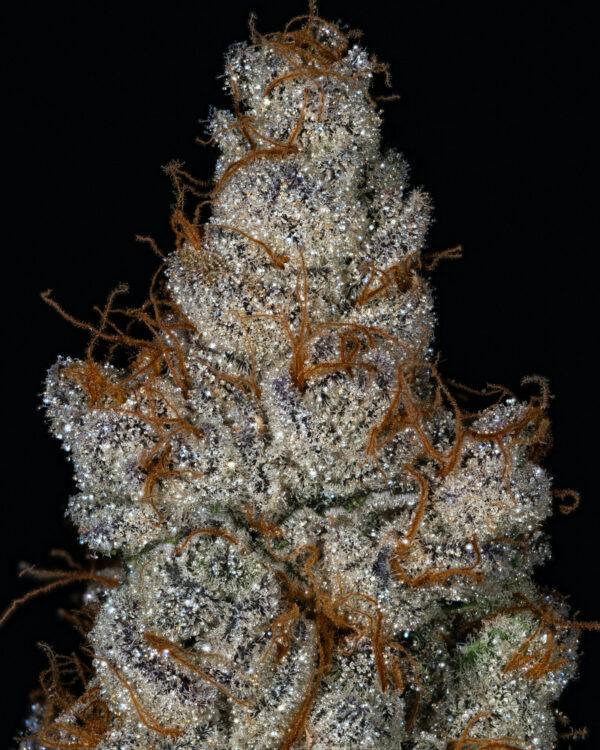 OCD CULTIVATION SUPREME | WATERMELON Z - INDICA (3.5G)
