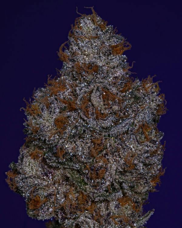 OCD CULTIVATION SUPREME | RED TAFFI - HYBRID (3.5G)