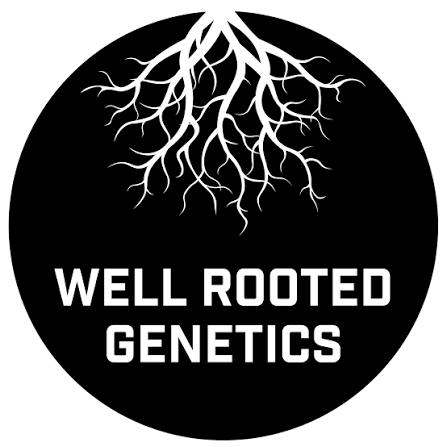 2 ~ SUPREME | WELL ROOTED GENETICS | LARRY BIRD - INDICA DOM (3.5G)