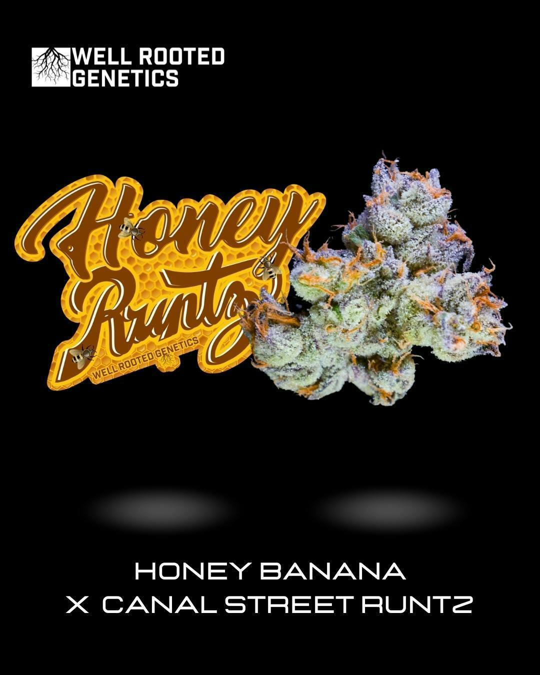 2~ SUPREME | WELL ROOTED | HONEY RUNTZ - SATIVA (3.5G)