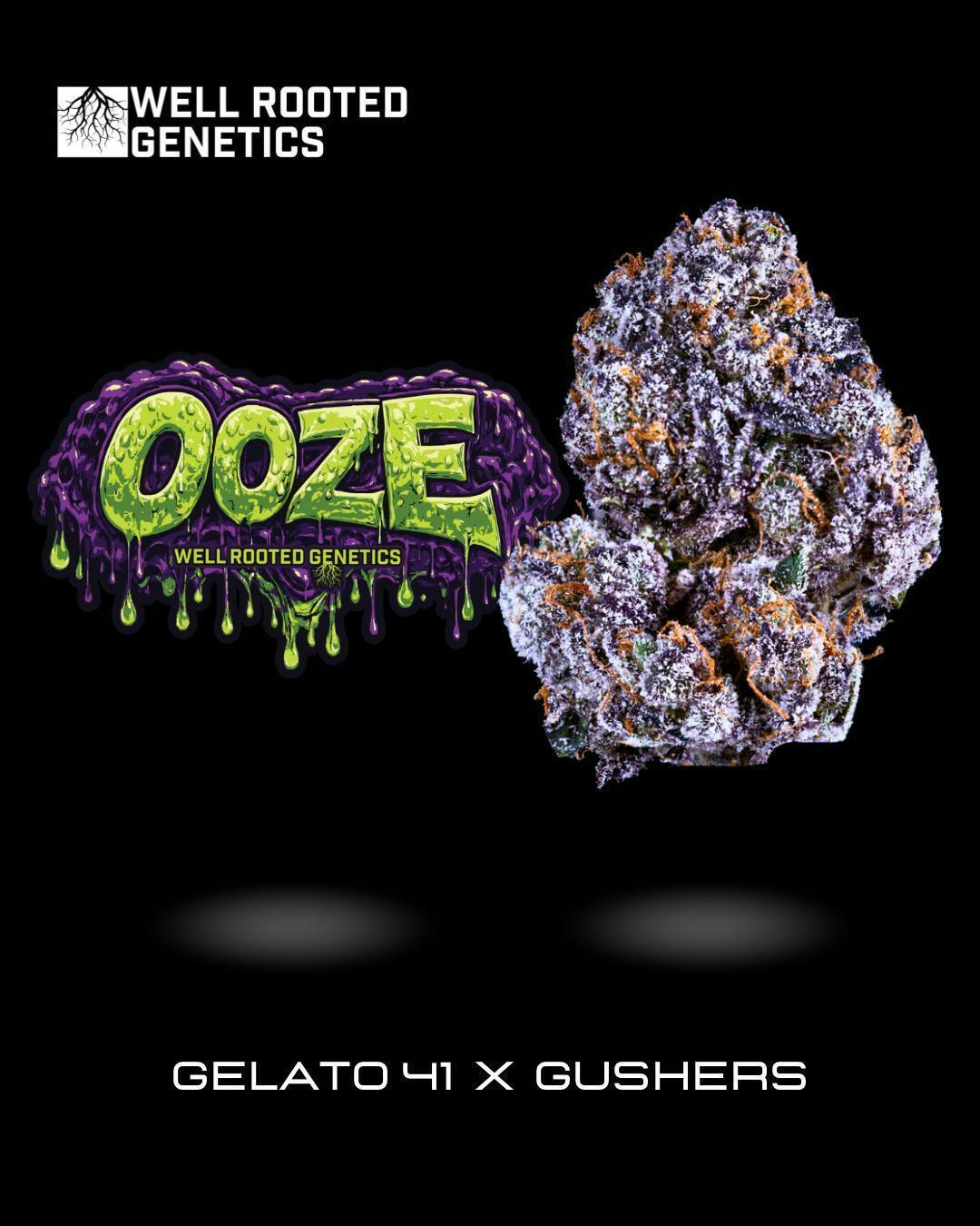 2 ~ SUPREME | WELL ROOTED | OOZE - INDICA (3.5G)