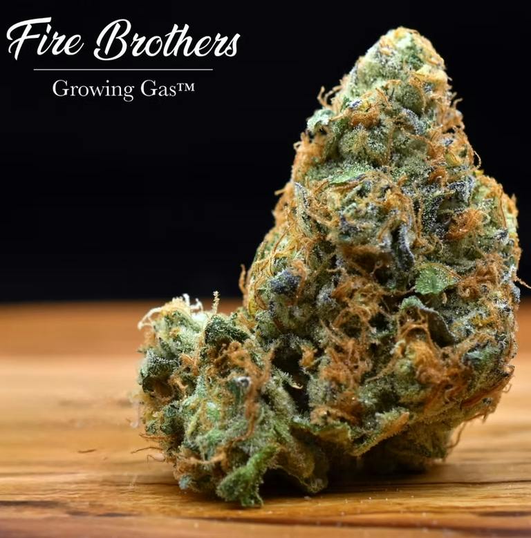 1 ~ EXOTIC | FIRE BROTHERS | ROTTEN TARTZ - INDICA (3.5G)
