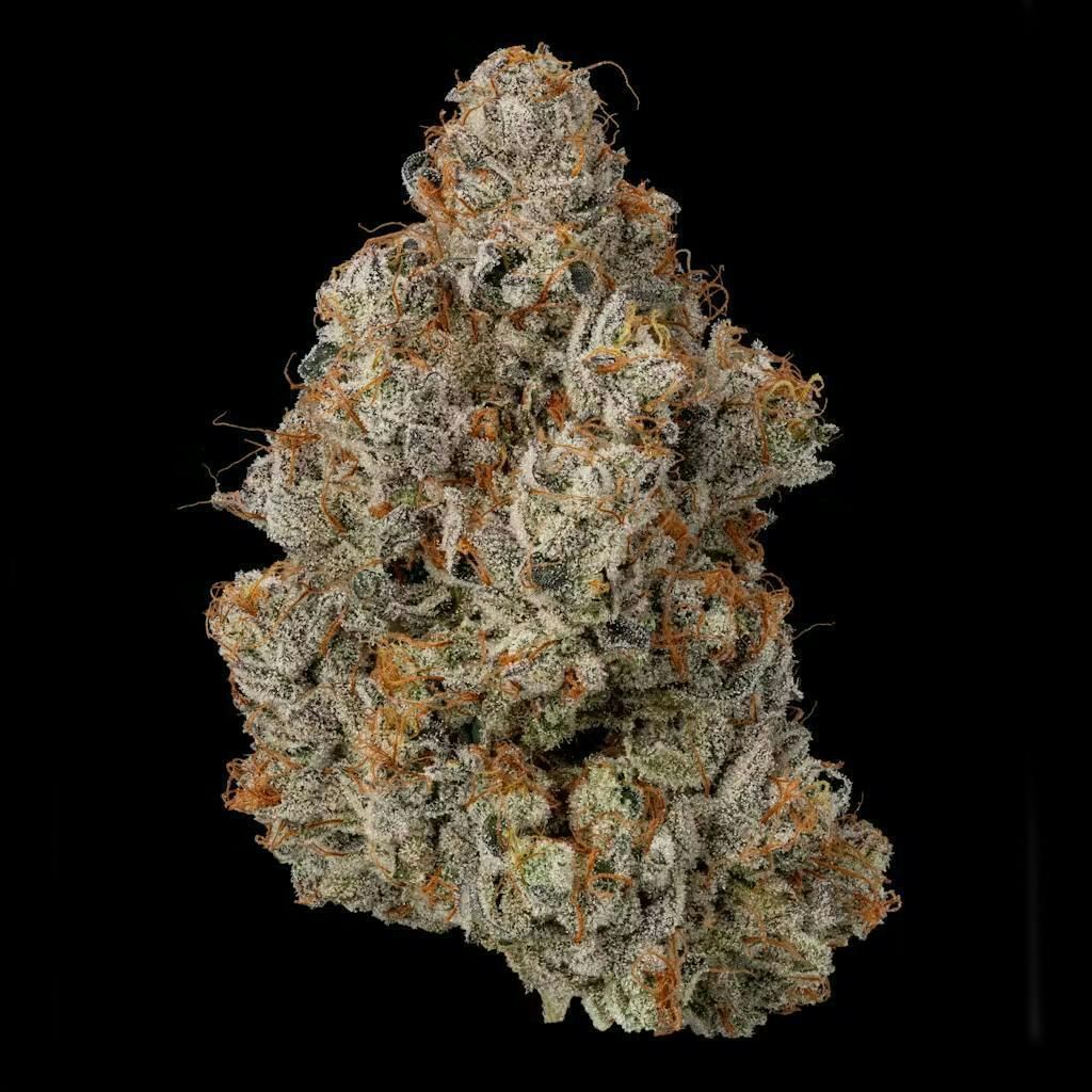 1/8 | Maple Nectar | Highbrow