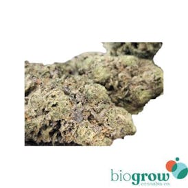 PRIME TIME | HOMEGROW 🏡