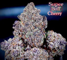 (Hortus) SUPER BUFF CHERRY 26