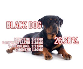 BLACK DOG FLOWER