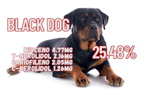 BLACK DOG FLOWER
