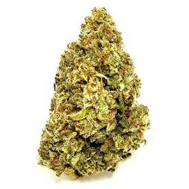 Lemon Meringue (Indoor-Top Shelf) Flower