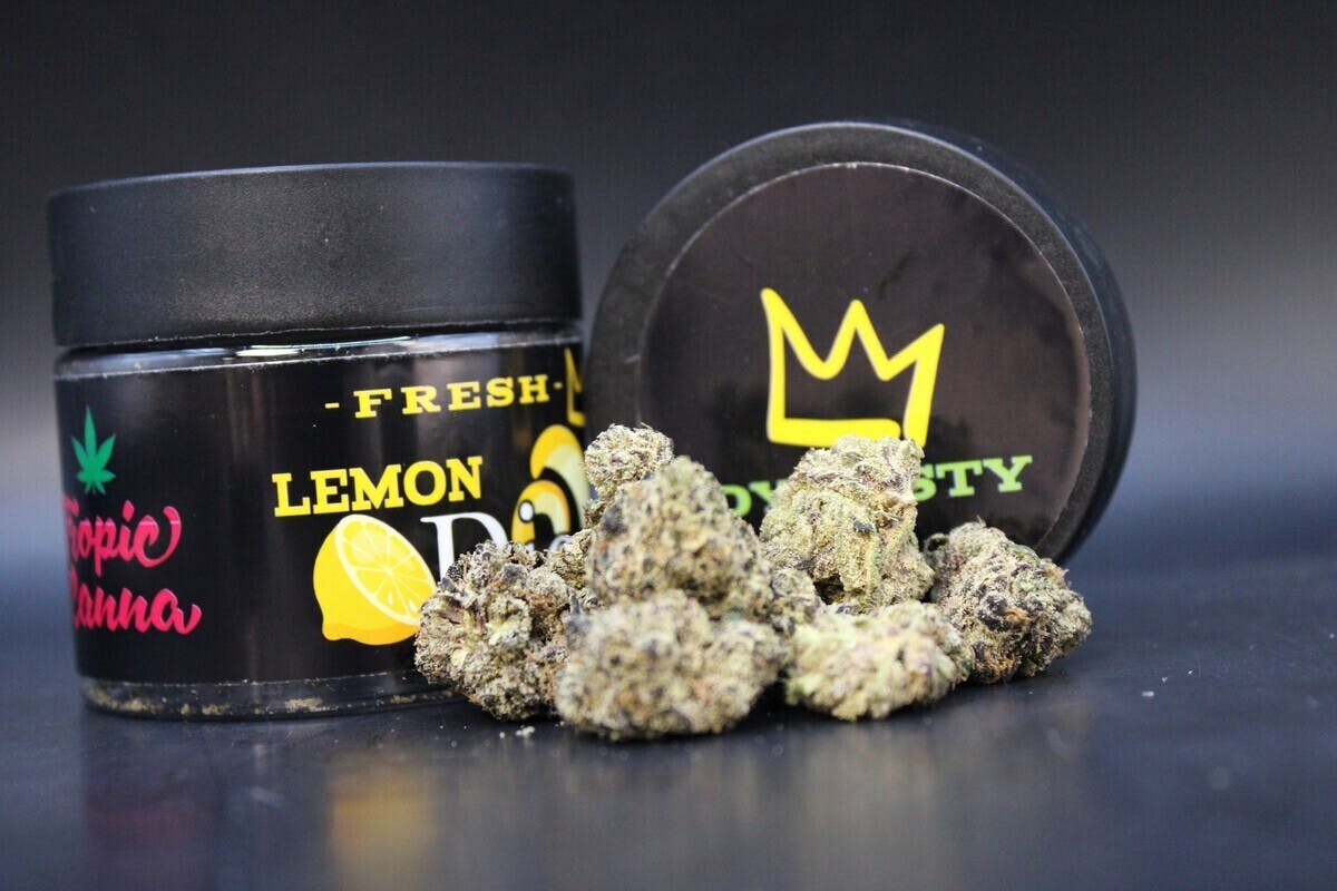 Lemon Dior | Fresh Big Buds | 3.5g by Green Dynasty