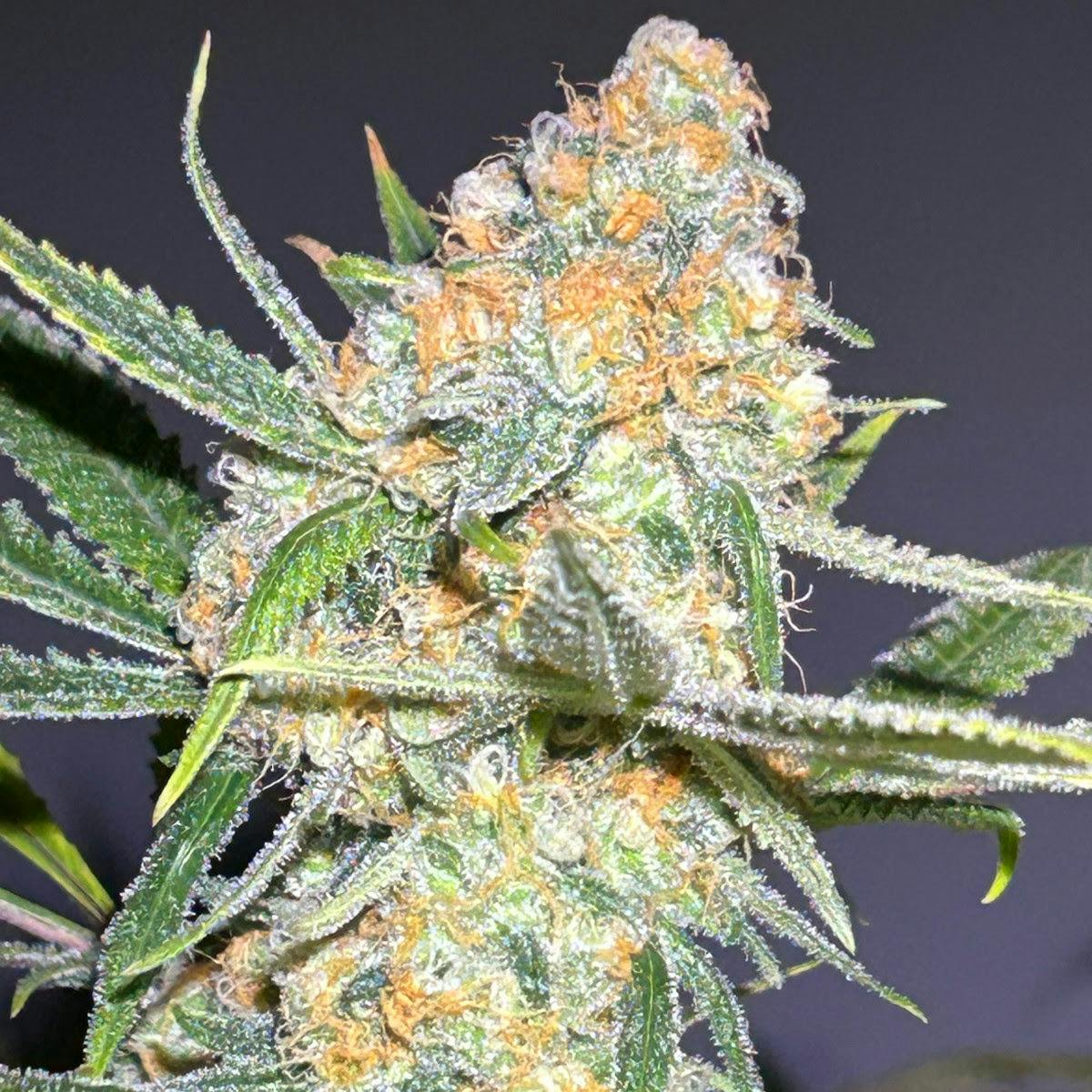 Blue Dream