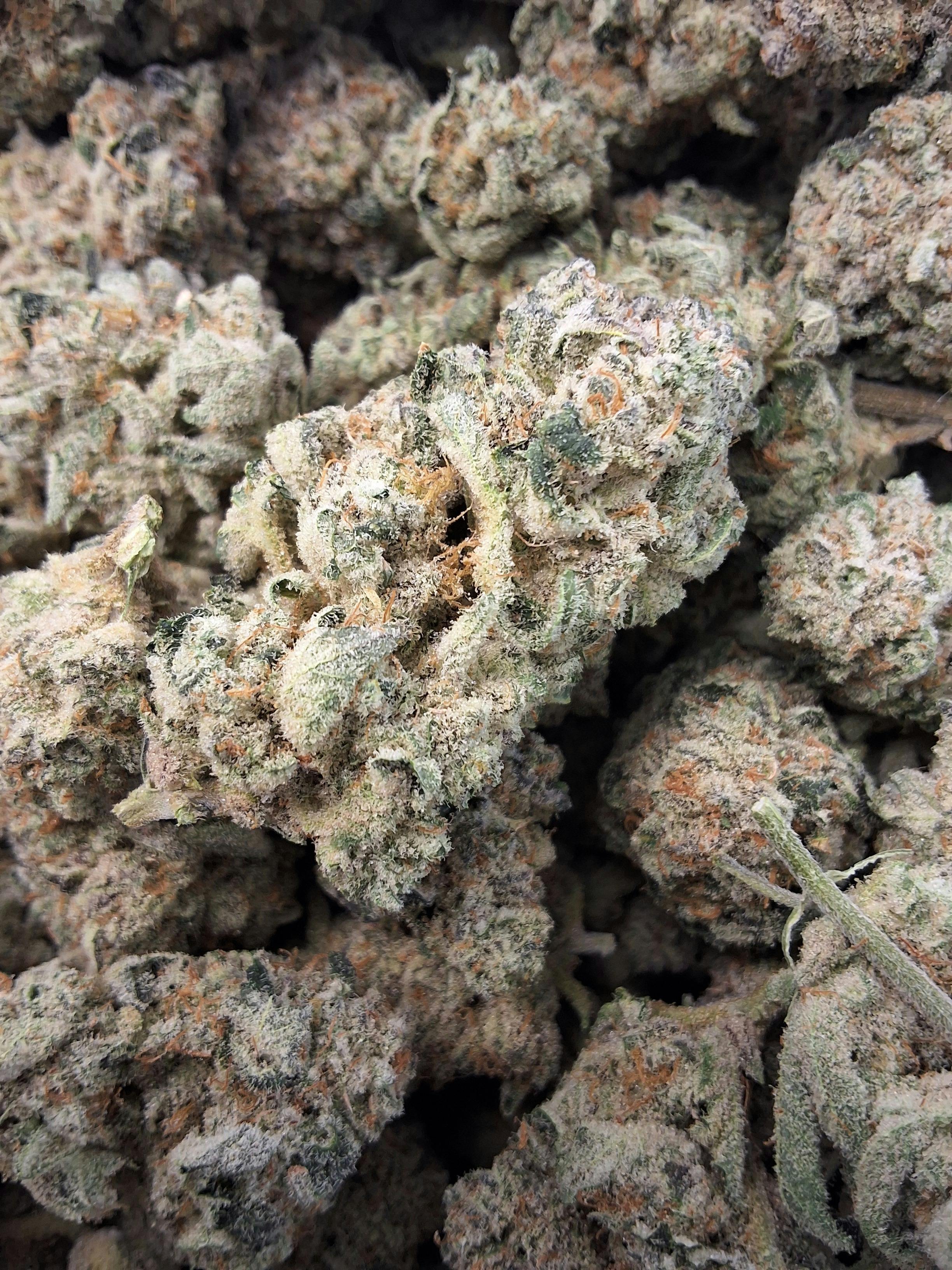 Sugar Cane | Big Buds | 3.5g