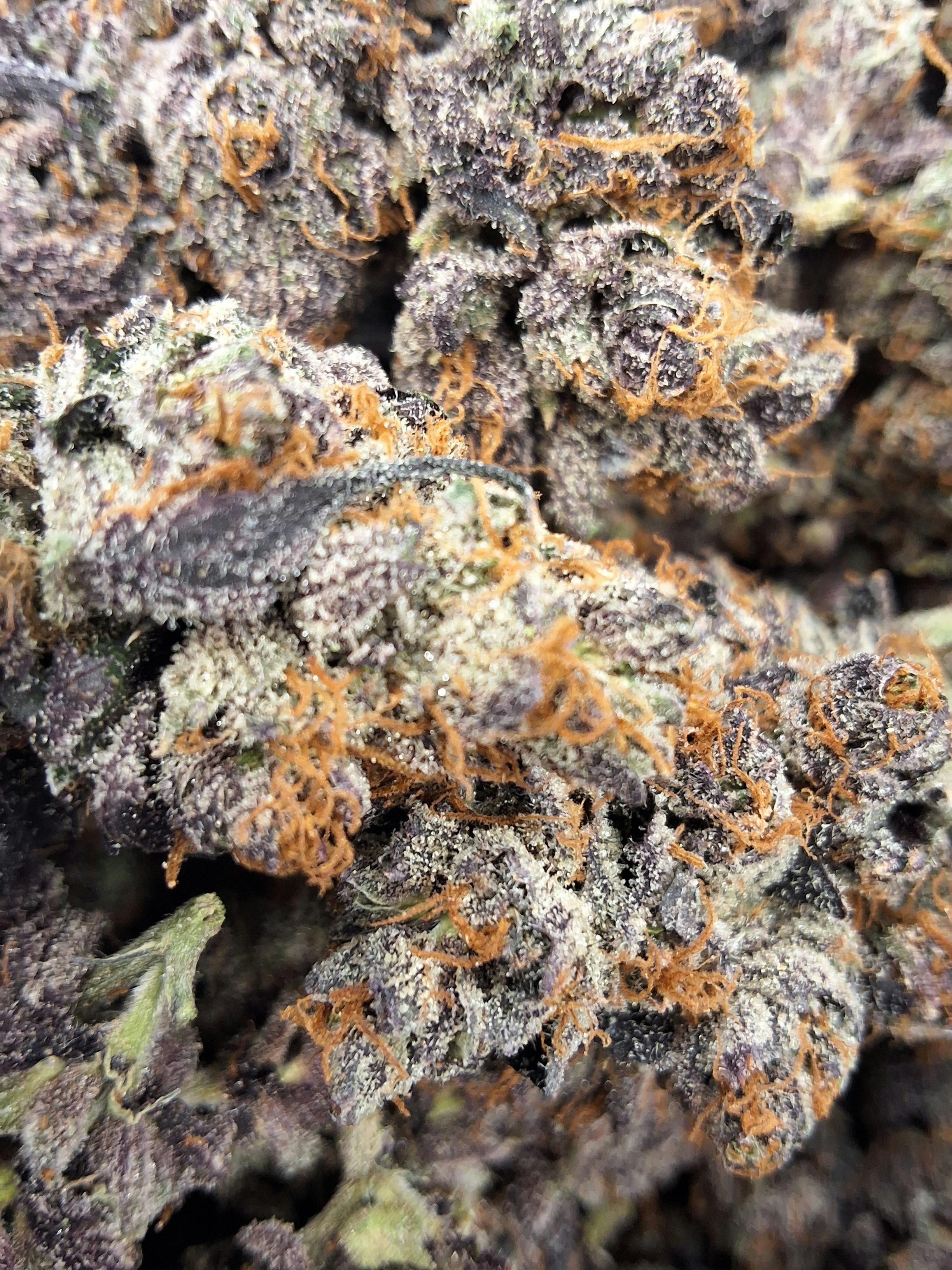 Trop Cookies