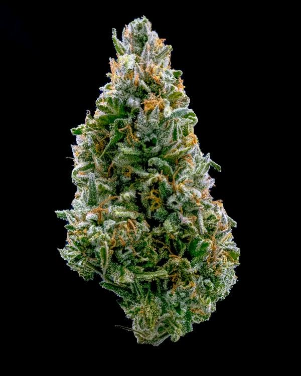 Native Veteran | 006 | 7g Prepacked Flower