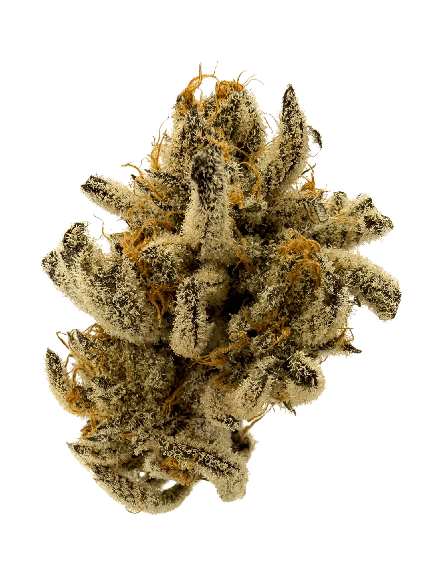 Resonant Cultivation | Beam Me Up | 28g Prepackaged Flower