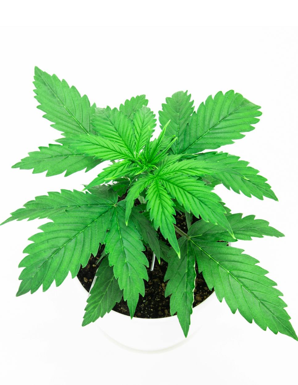 NOW AVAILABLE Chernobyl Clone at 420 Pharma