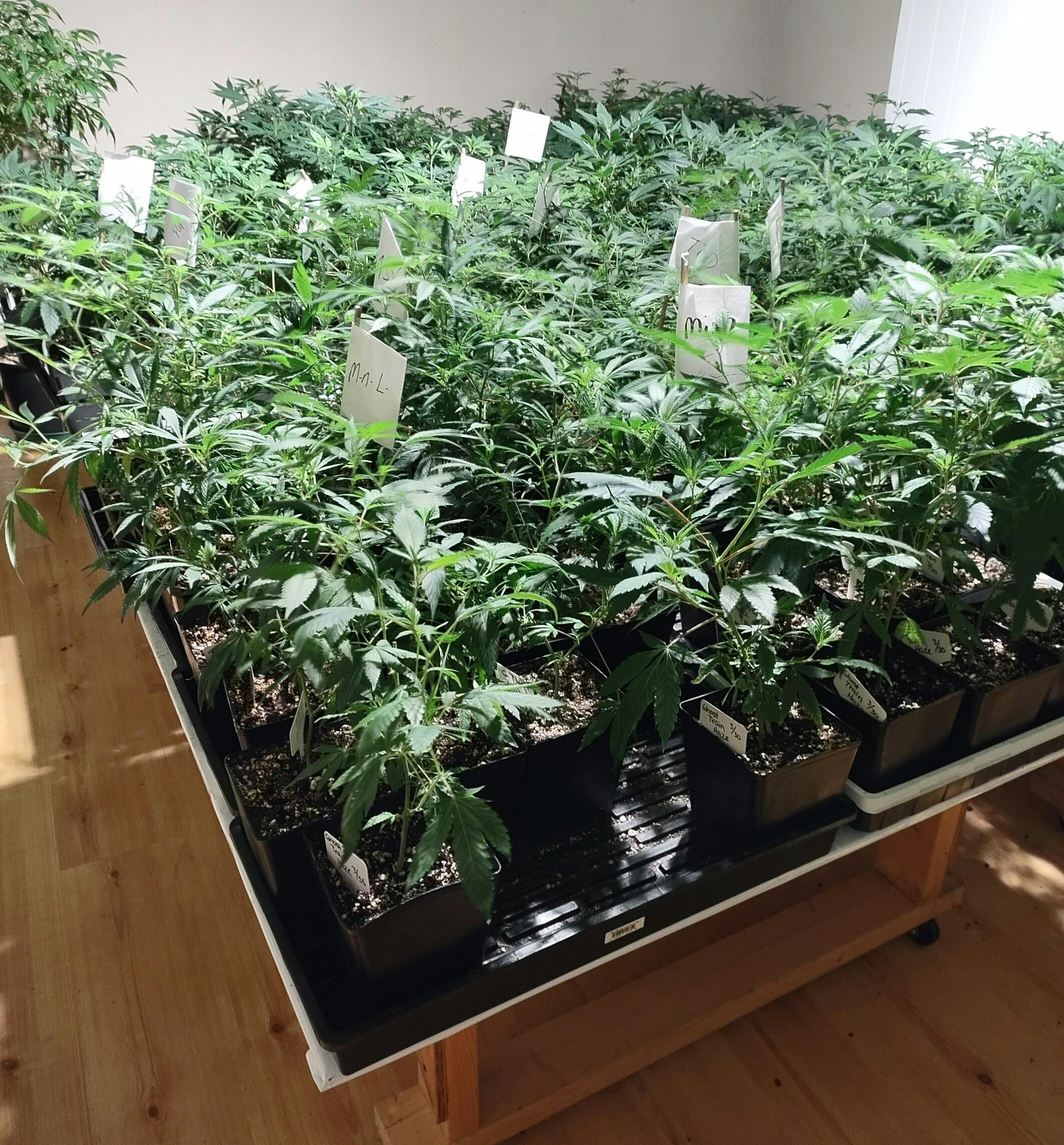 Clones Clone Cannabis Plants $30 at 420 Pharma