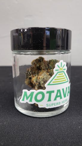Motivate - (Top) - Zoltar