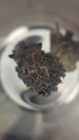 Grow United - (Select) - Cherry Biscotti