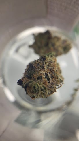 Grow United - (Select) - Pure Envy