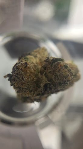Grow United - (Select) - V12