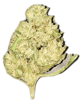 GMO