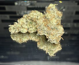 Zenoa- GMO (Taxes Included)