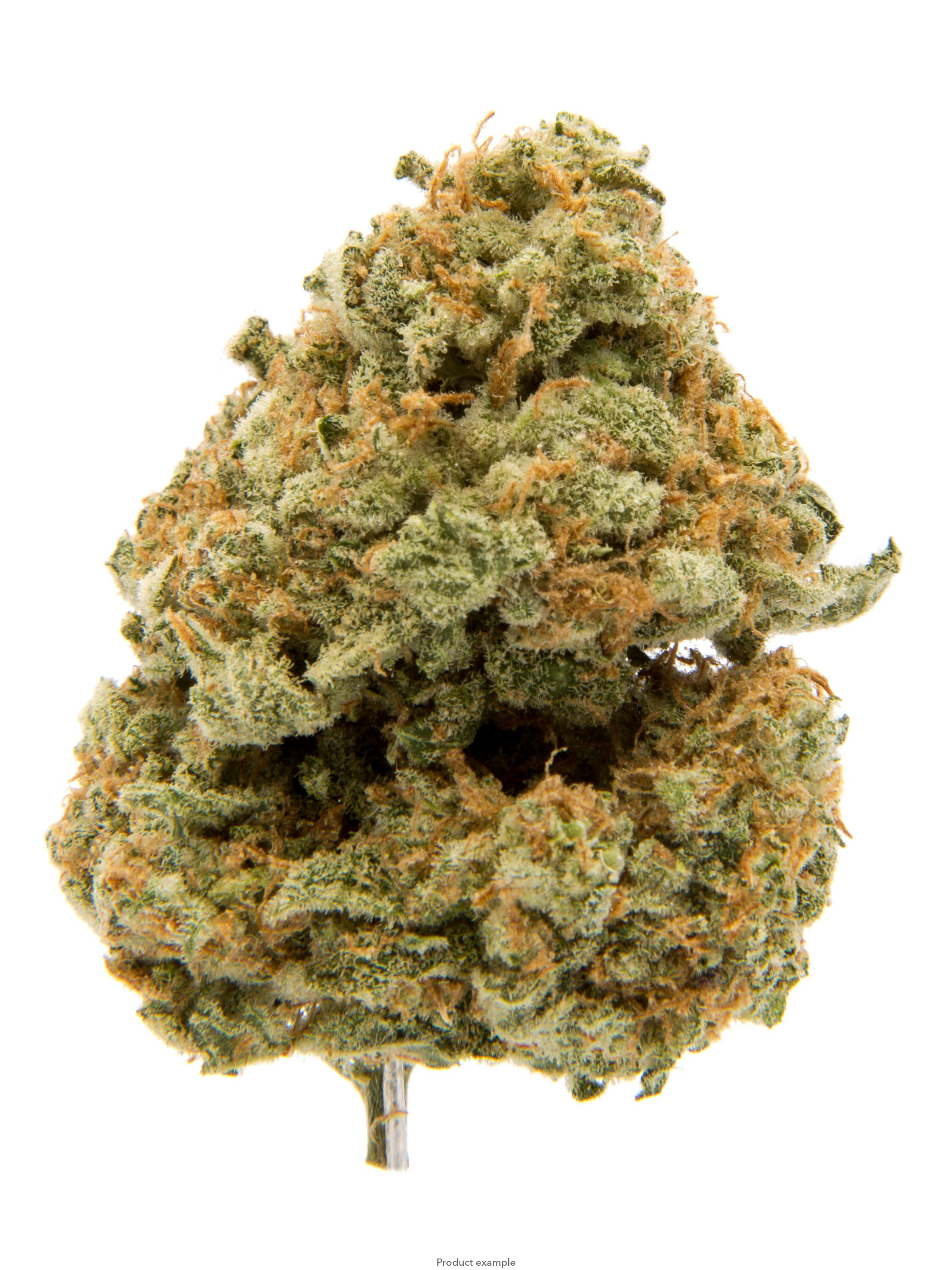 Chocolope: CHOCOLOPE 3.5G
