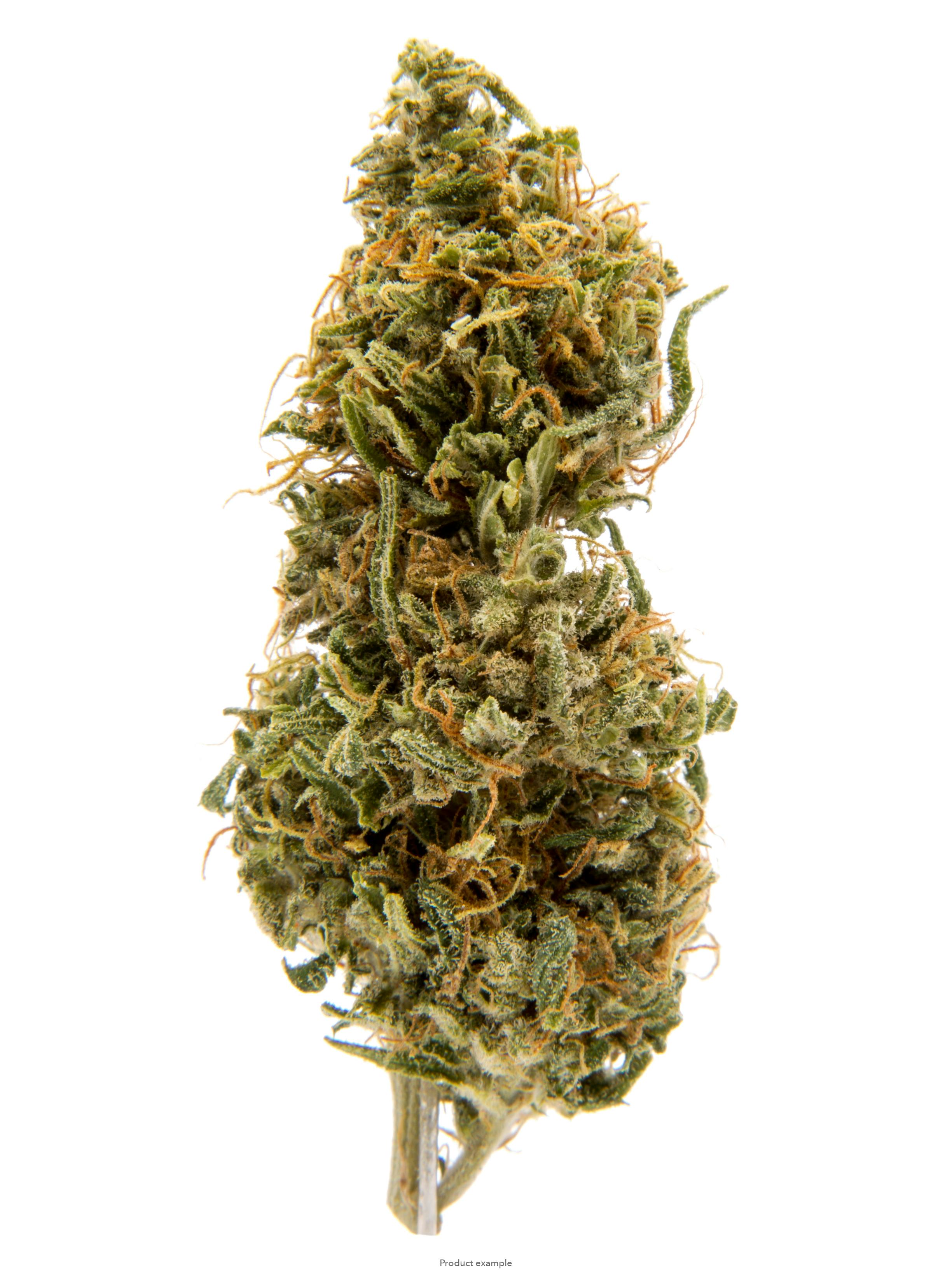 Mimosa: MIMOSA 28G