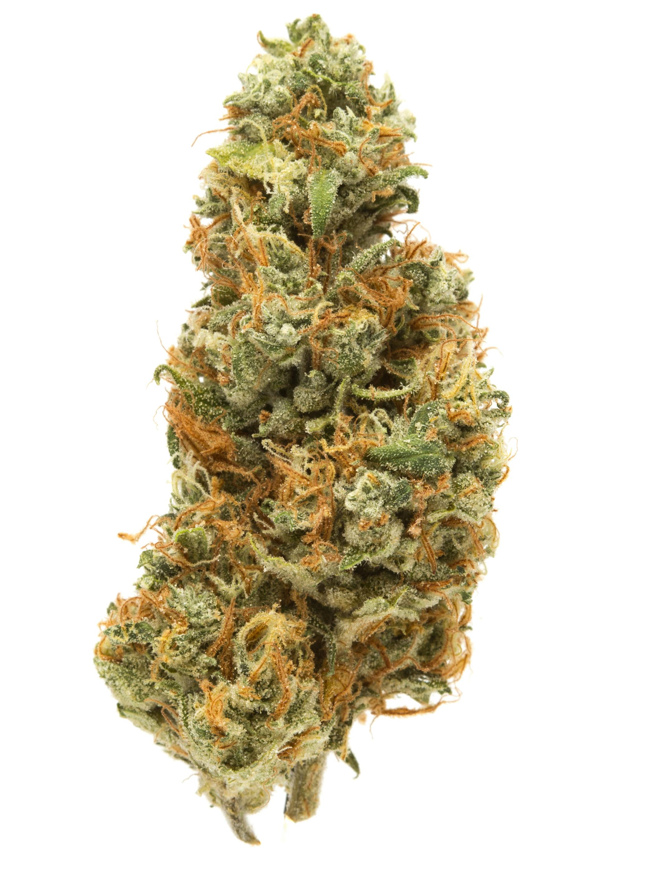 Apple Jack: APPLE JACK 3.5G