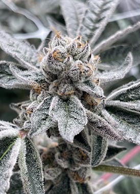 Ice Cream Cake - Indica Dominant Hybrid - 75% Indica / 25% Sativa