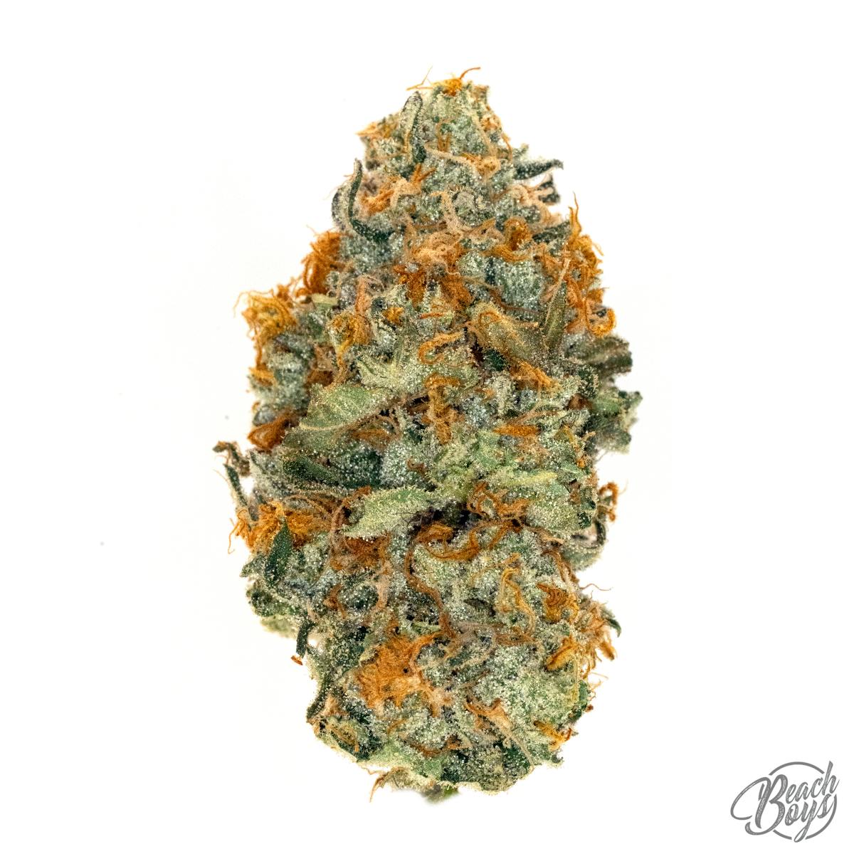Gelato #41 - IPK