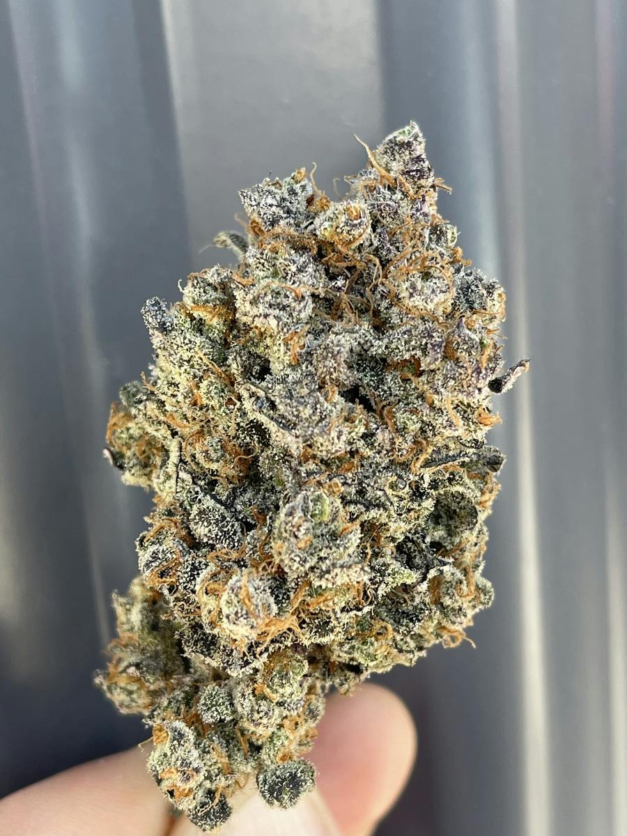 88G13Hashplant