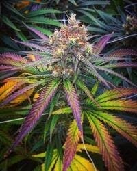 Strawberry Rhubarb .5g Preroll 6 Pack at The Fireweed Factory