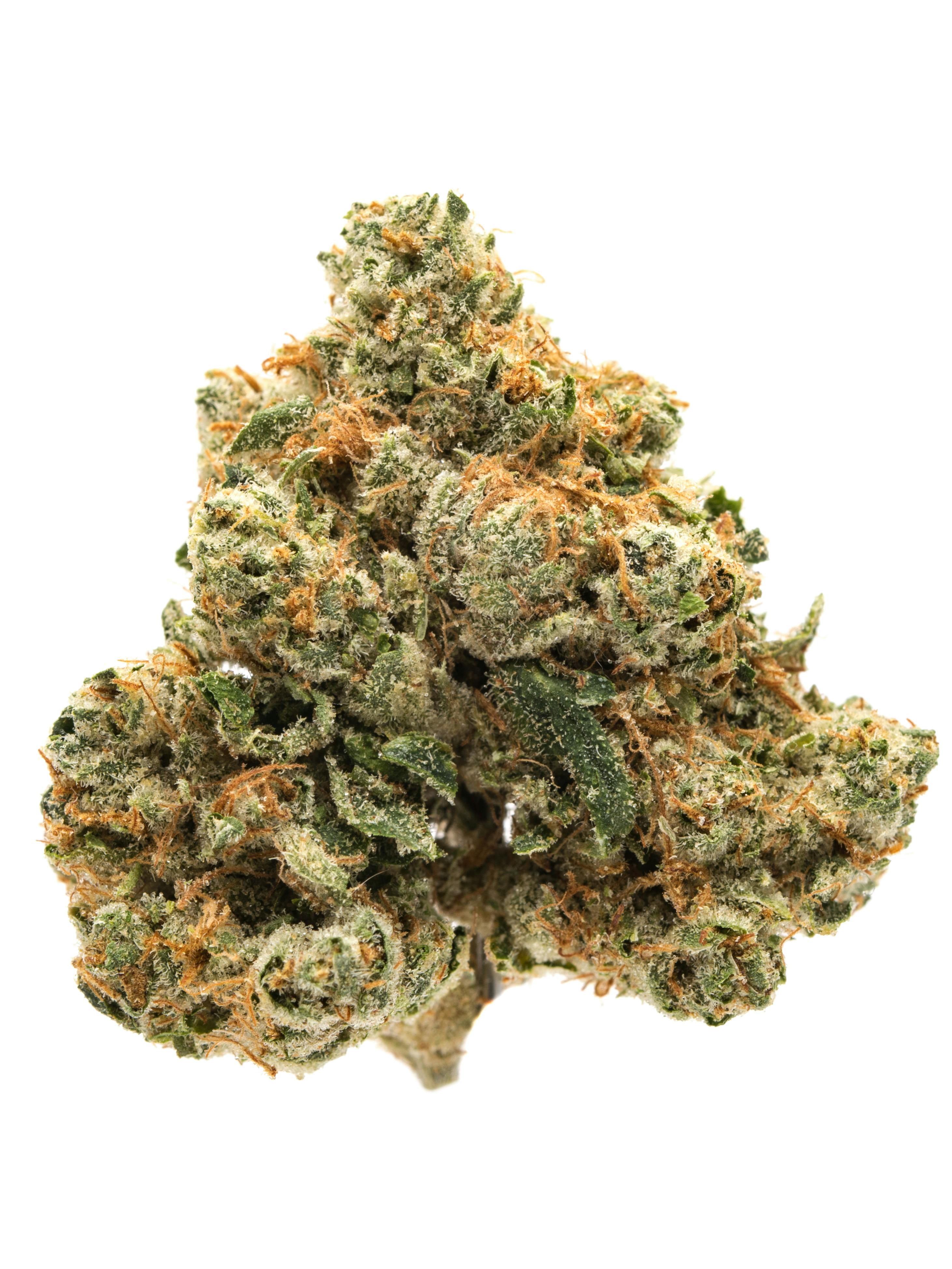 GSC-VELVET GLOVE (FLOWER) 14G (P)
