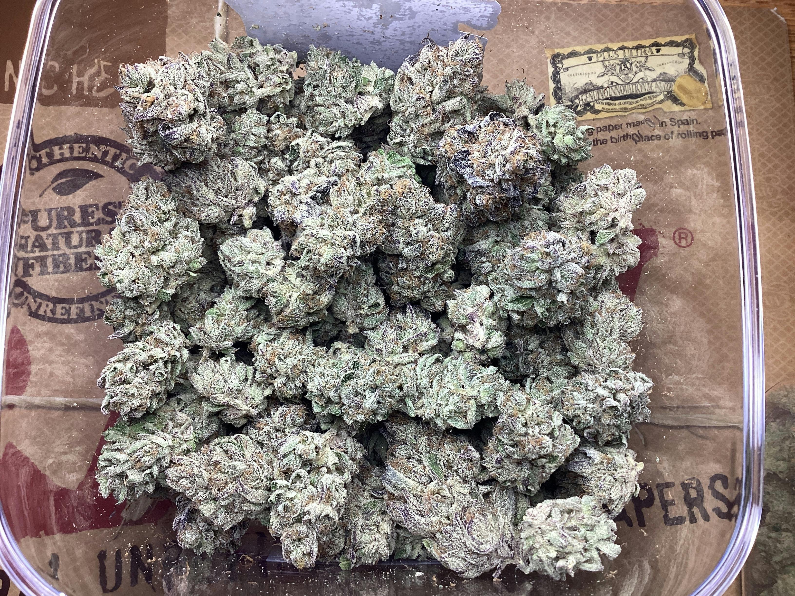 King Cobra by The Frost Factory