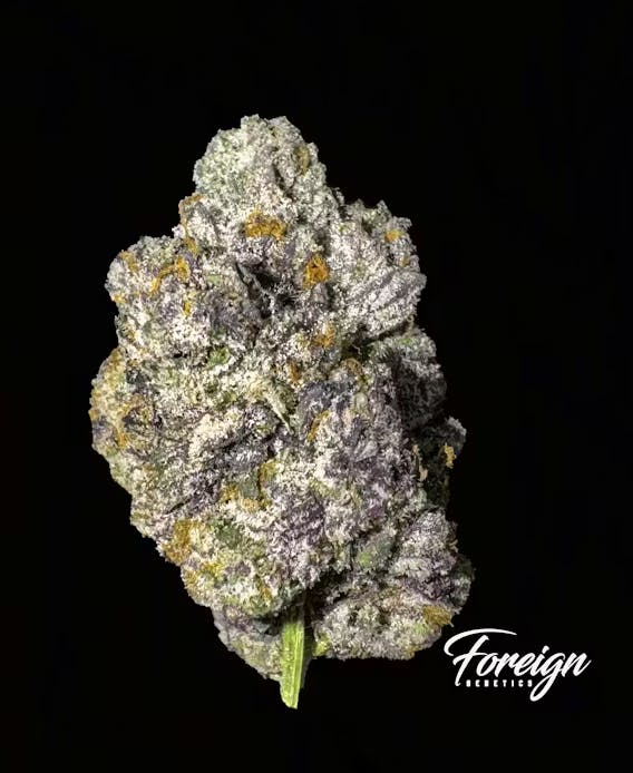 Foreign Genetics Inc. — Saint Tropez