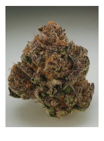 Shark Bite 3.5g Small Bud