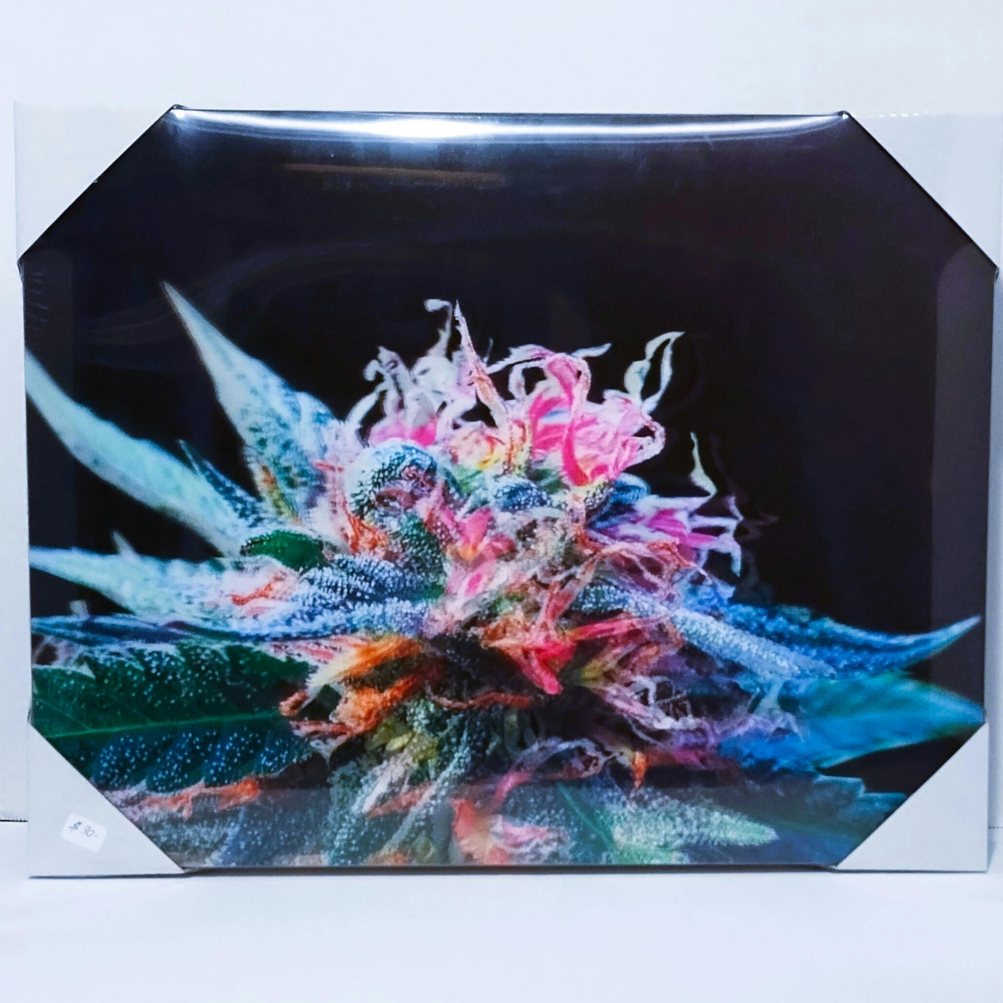 Nu-Venture Canna Pic