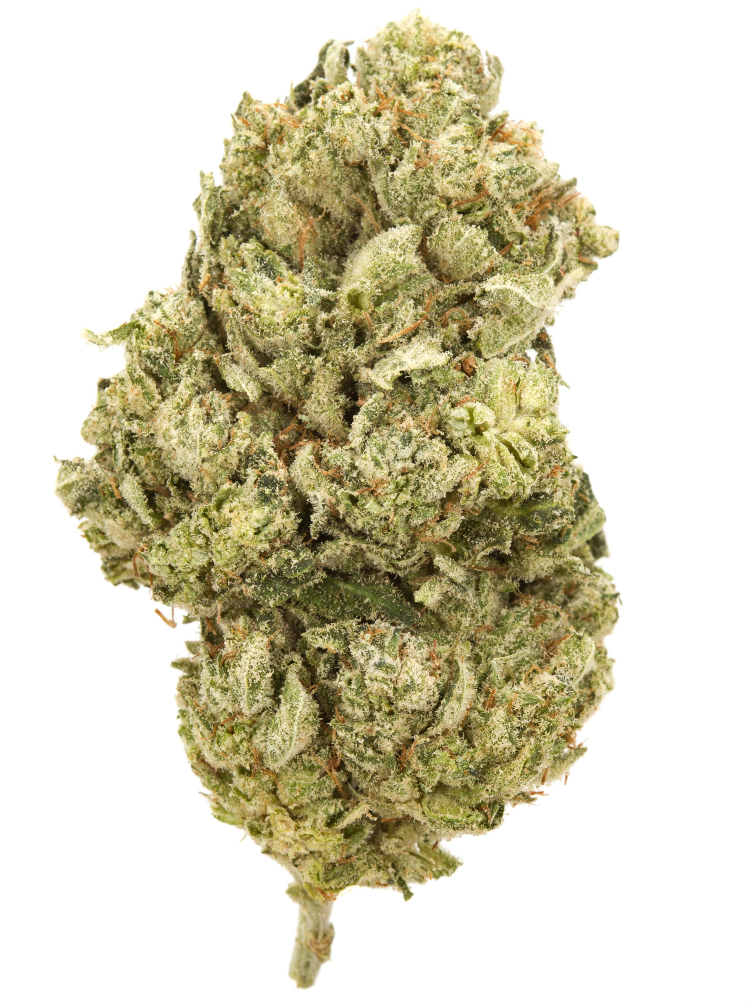 Lemon Cherry Gelato | Flower