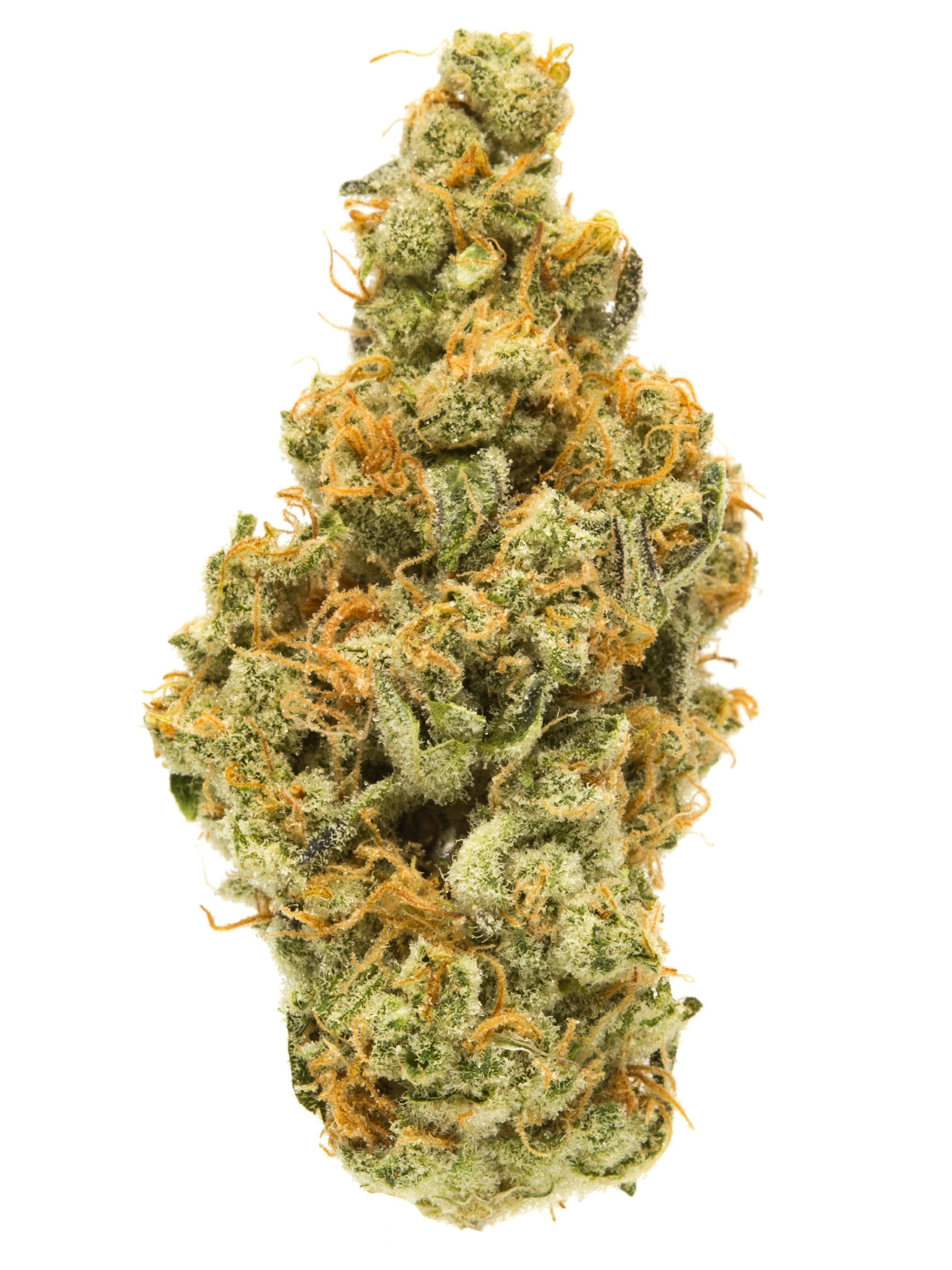 Blueberry Cupcake | Flower