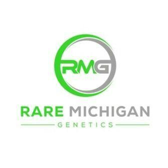 Cosmic Cake | RMG | Pre-roll | 1g by RARE MICHIGAN GENETICS