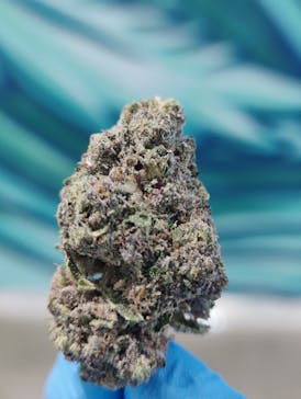 BestBuds - Rainbow Gelato (H8) 4g x 20$