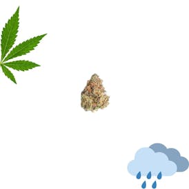 Rain Dance