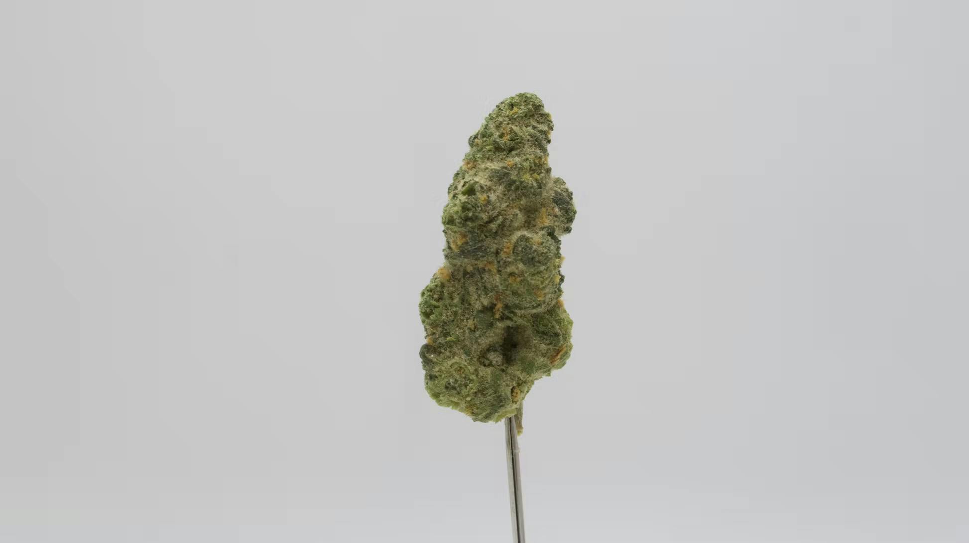 Witch Doctor Small Bud
